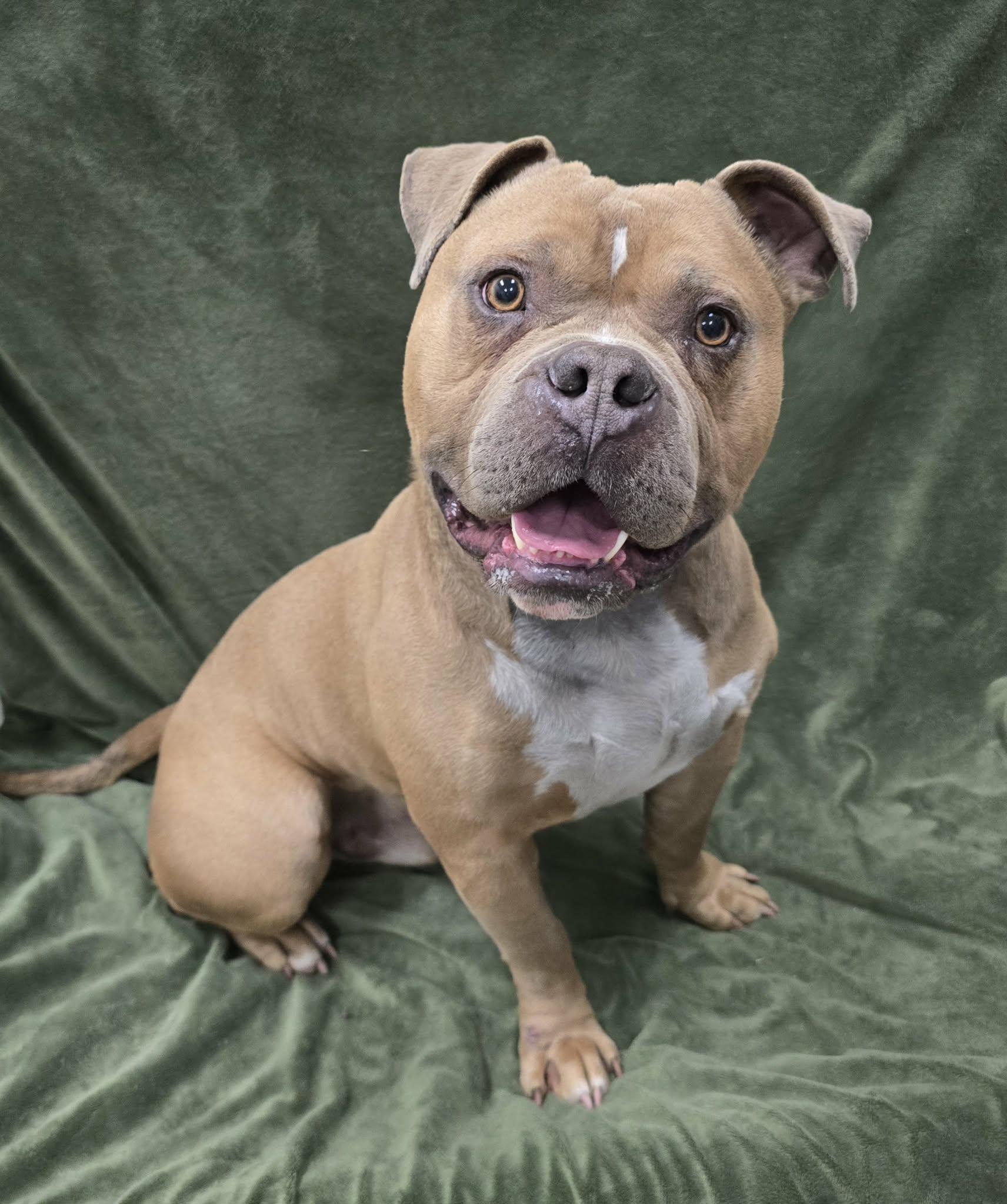 Oso, ADOPTABLE, Adult Male Pit Bull Terrier.