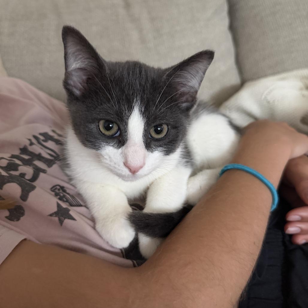 Bello, Adoptable, Young Male Domestic Short Hair.