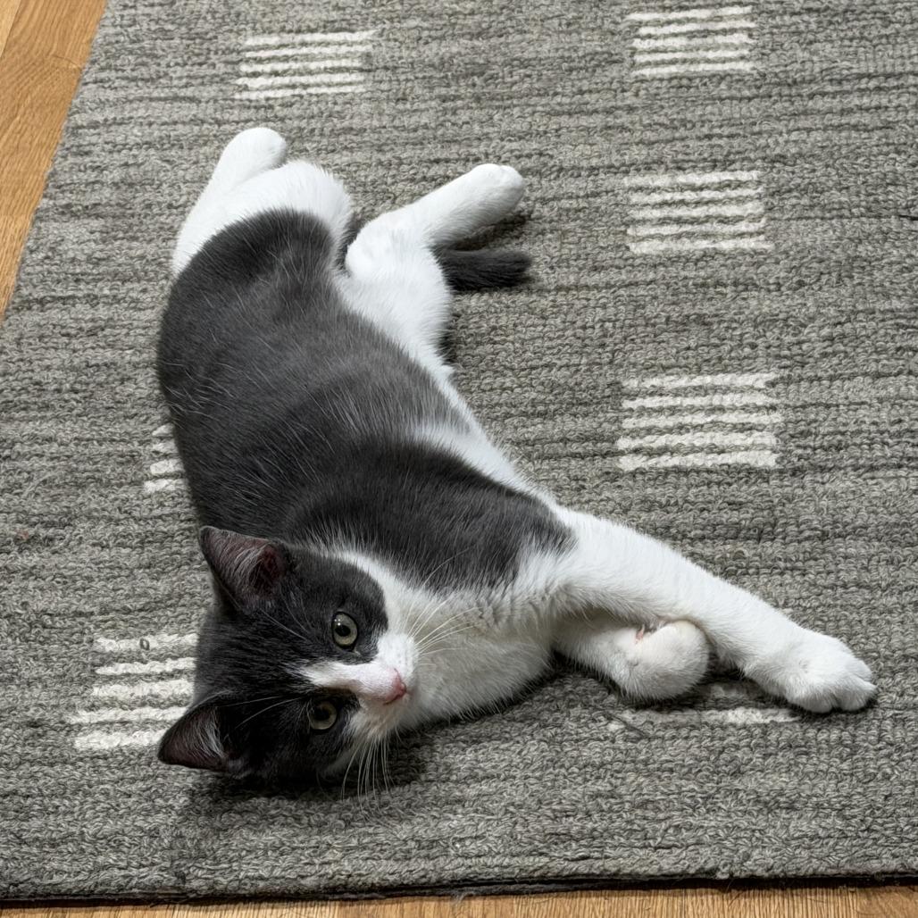 Enlarge Bello, a Adoptable Domestic Short Hair in Oak Park, IL image 2/4