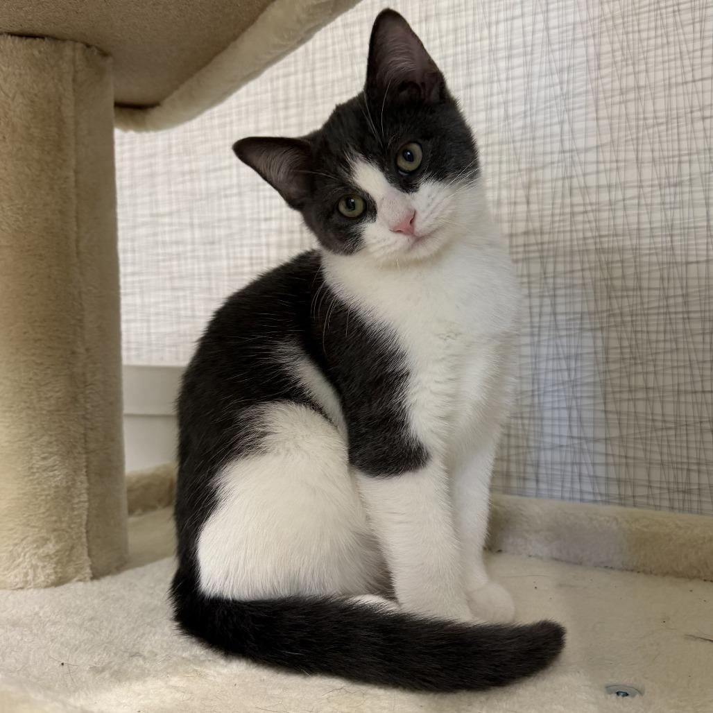 Enlarge Bello, a Adoptable Domestic Short Hair in Oak Park, IL image 3/4