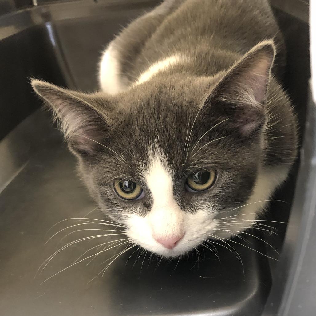 Enlarge Bello, a Adoptable Domestic Short Hair in Oak Park, IL image 4/4