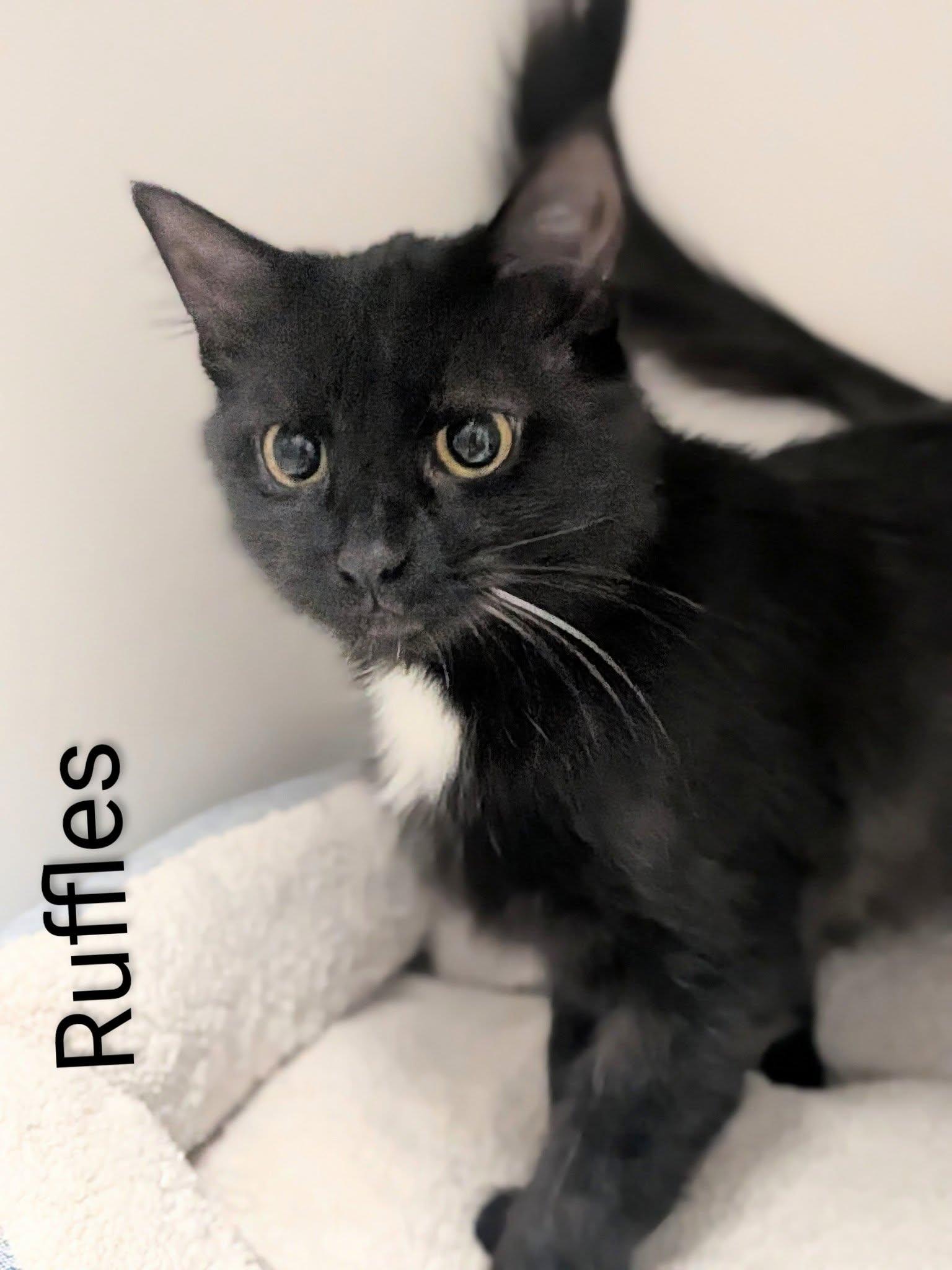 Ruffles, ADOPTABLE, Adult Female Domestic Short Hair.