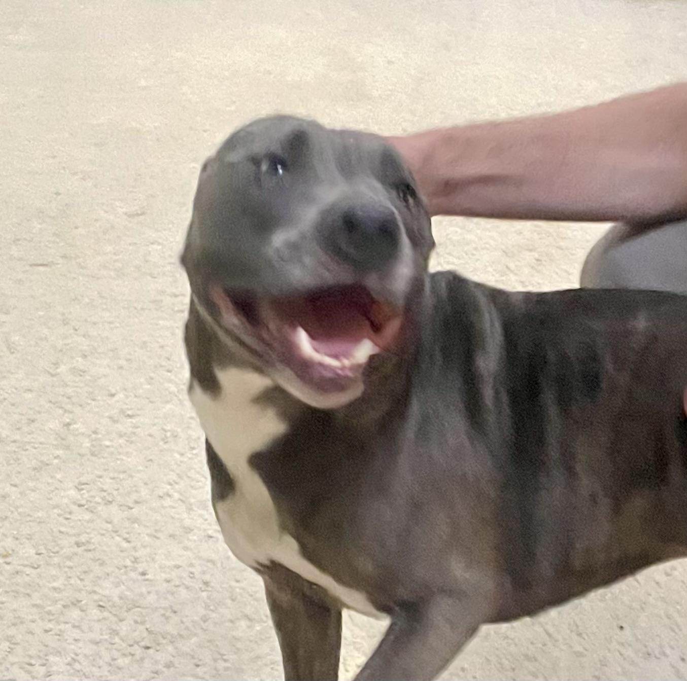 Babygirl, Adult Female Terrier