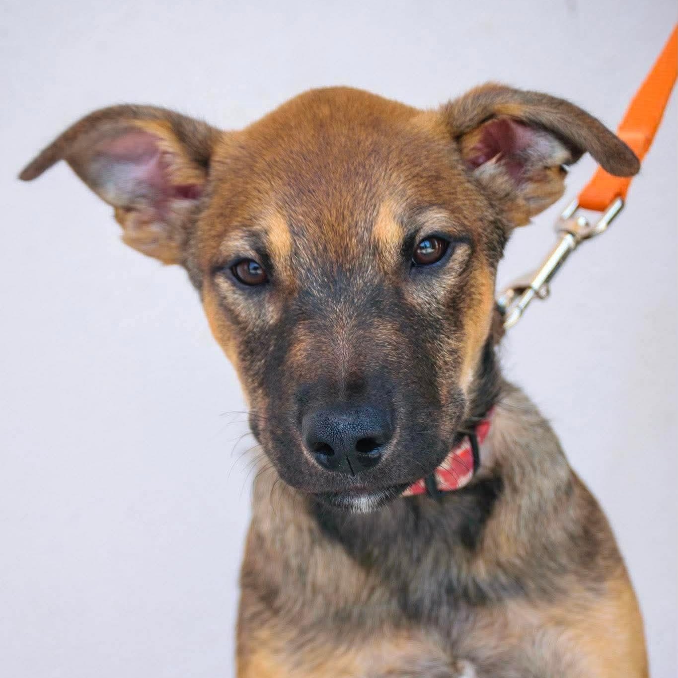 Alan, ADOPTABLE, Young Male Shepherd.