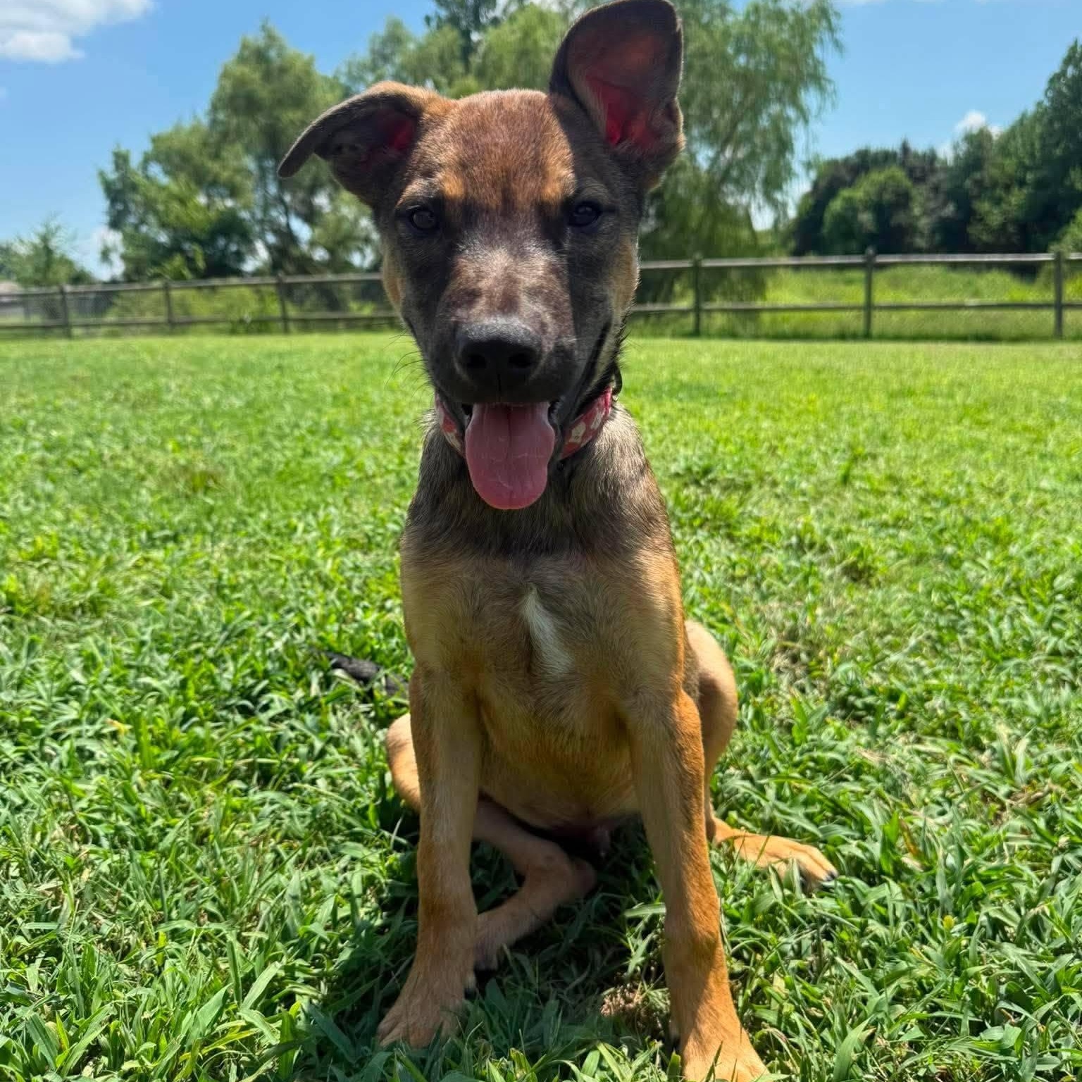 Enlarge Alan, a ADOPTABLE mixed breed in Broken Arrow, OK image 2/4