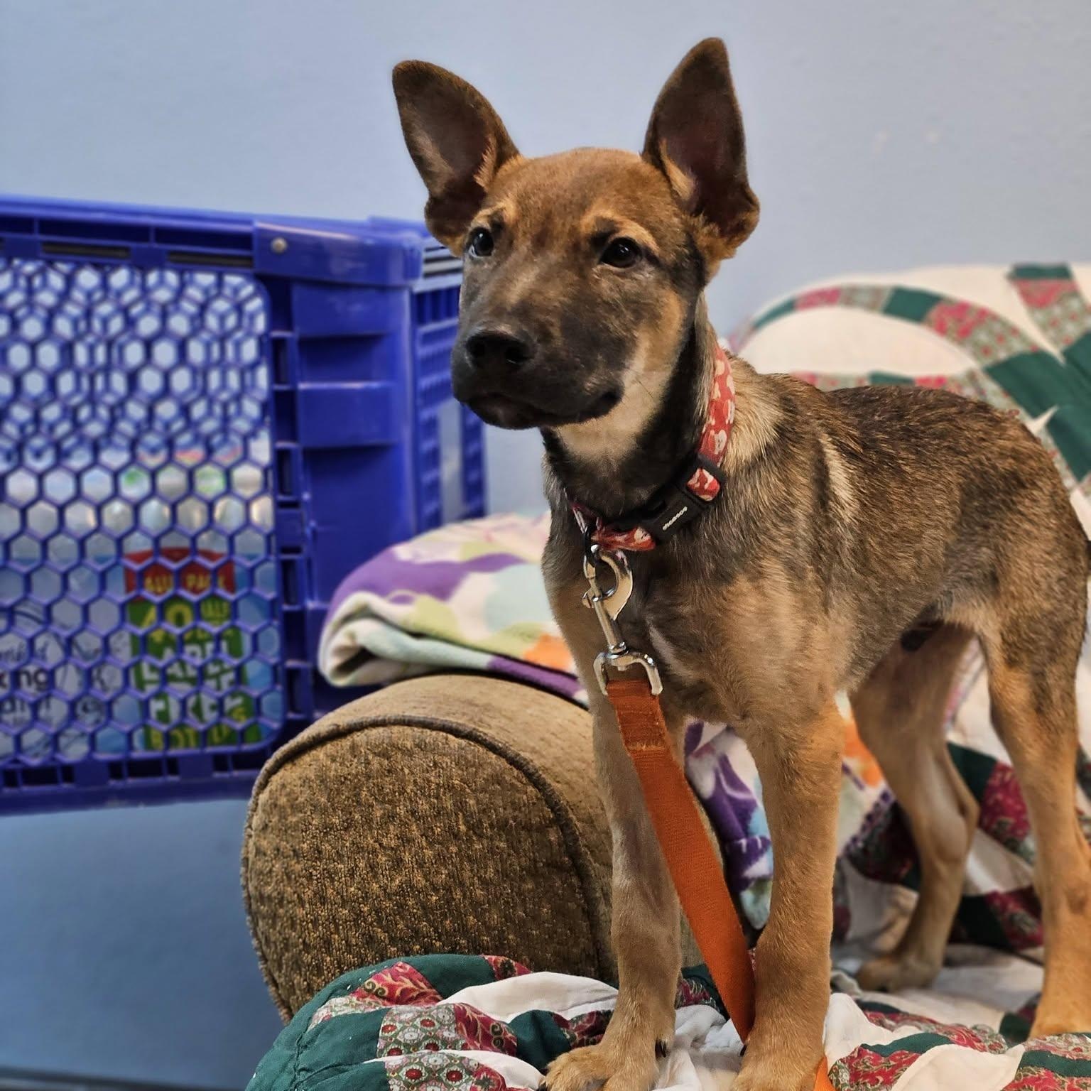 Enlarge Alan, a ADOPTABLE mixed breed in Broken Arrow, OK image 3/4