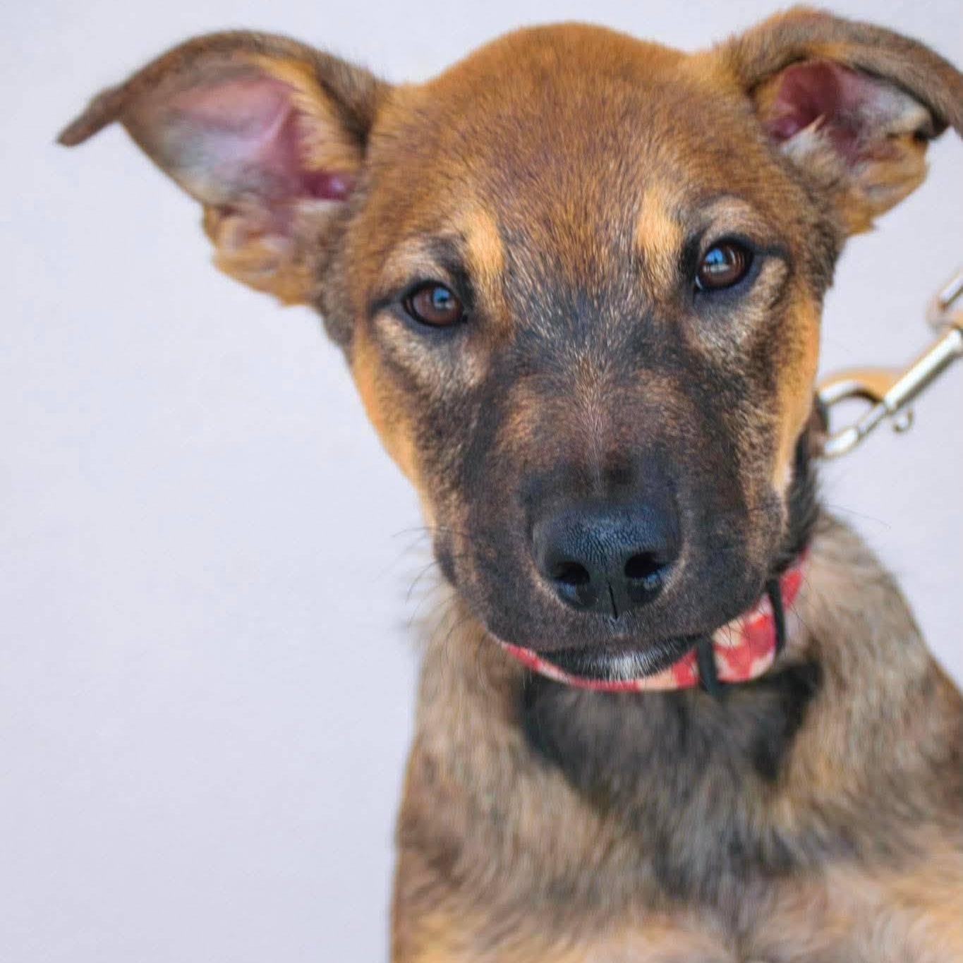 Enlarge Alan, a ADOPTABLE mixed breed in Broken Arrow, OK image 4/4