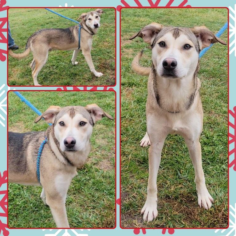 Enlarge JERRID, a ADOPTABLE Mixed Breed in Buckhannon, WV image 1/1