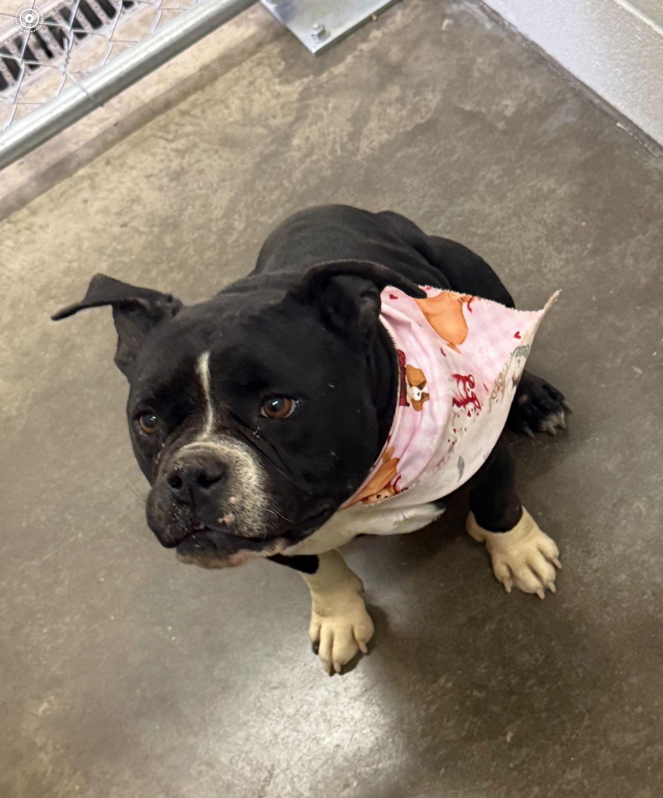 Ellie, a Adoptable Terrier in Euless, TX image 1/3