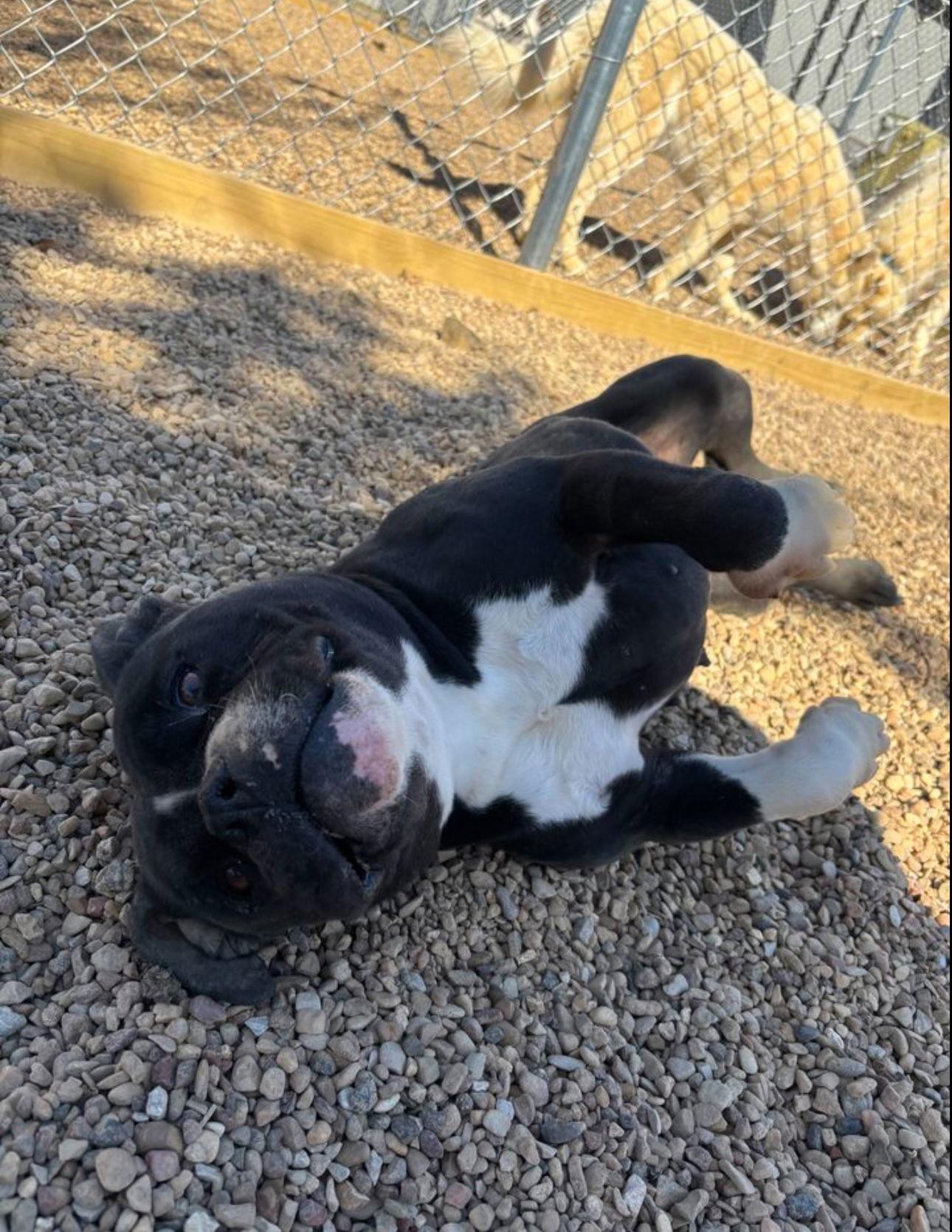 Ellie, a Adoptable Terrier in Euless, TX image 2/3