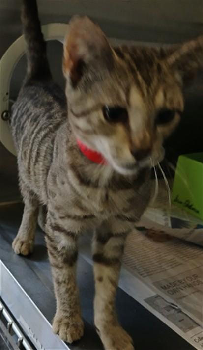 Enlarge A2217145, a Adoptable Domestic Short Hair in Los Angeles, CA image 1/1