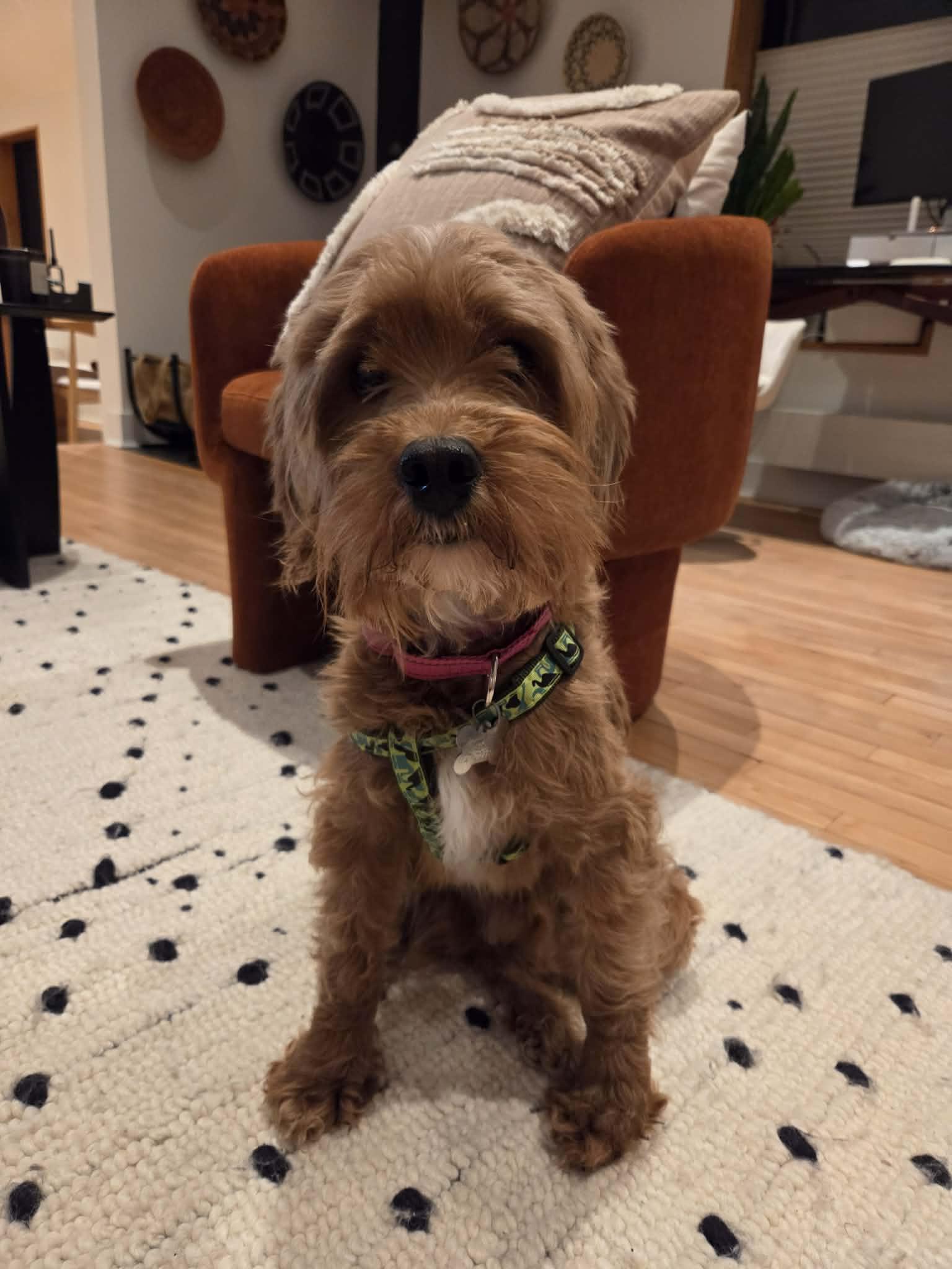 ROCKO, an adopted mixed breed in Richmond Hill , ON image 3/5