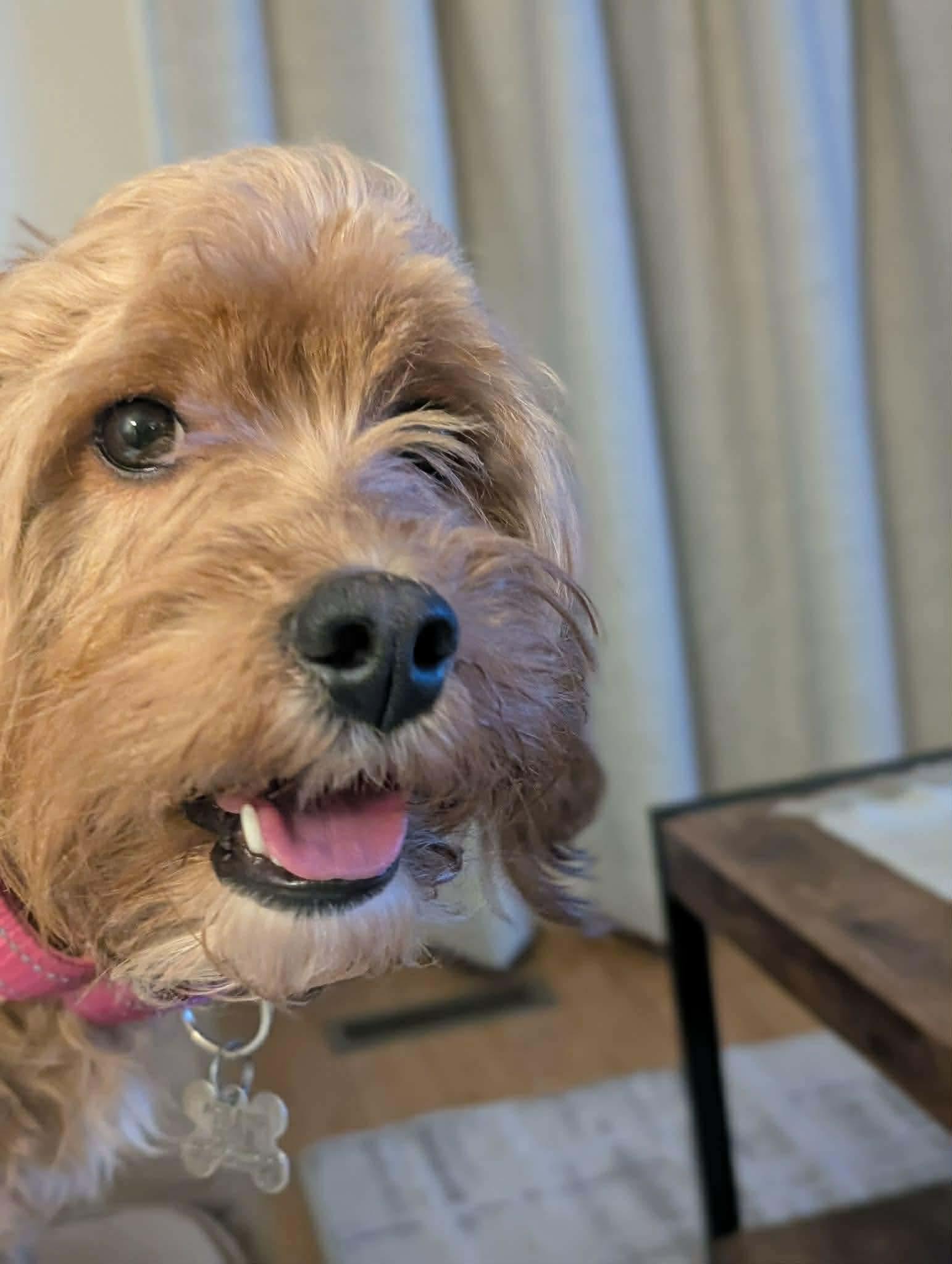 ROCKO, an adopted mixed breed in Richmond Hill , ON image 4/5