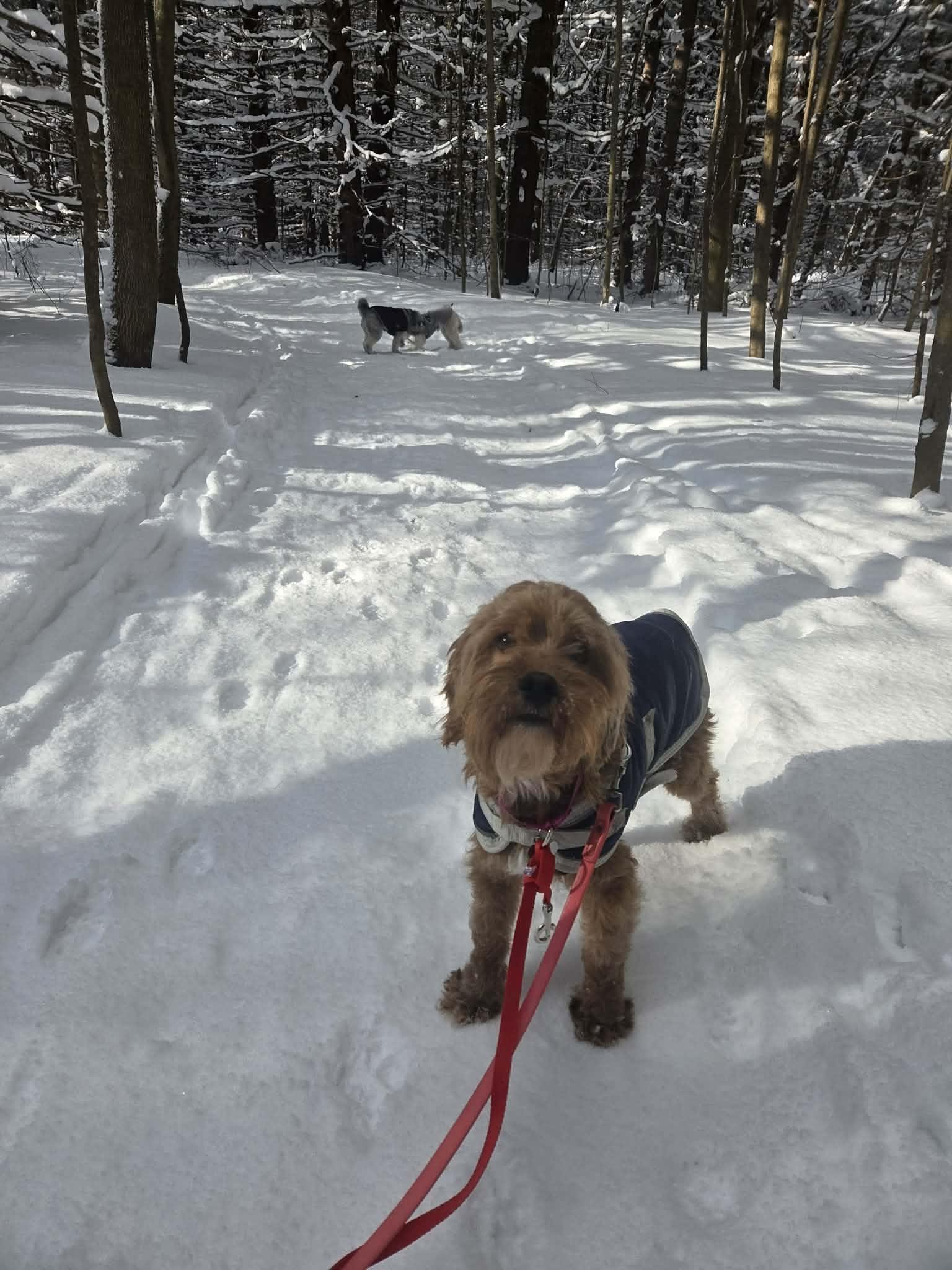 ROCKO, an adopted mixed breed in Richmond Hill , ON image 1/5