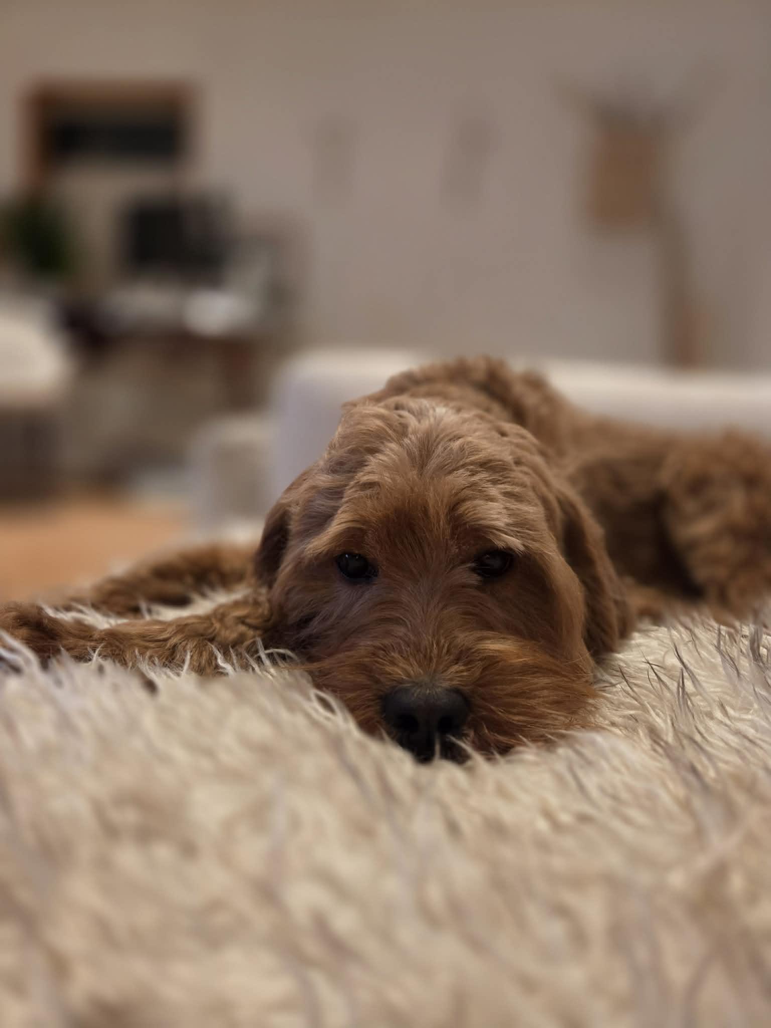 ROCKO, an adopted mixed breed in Richmond Hill , ON image 5/5