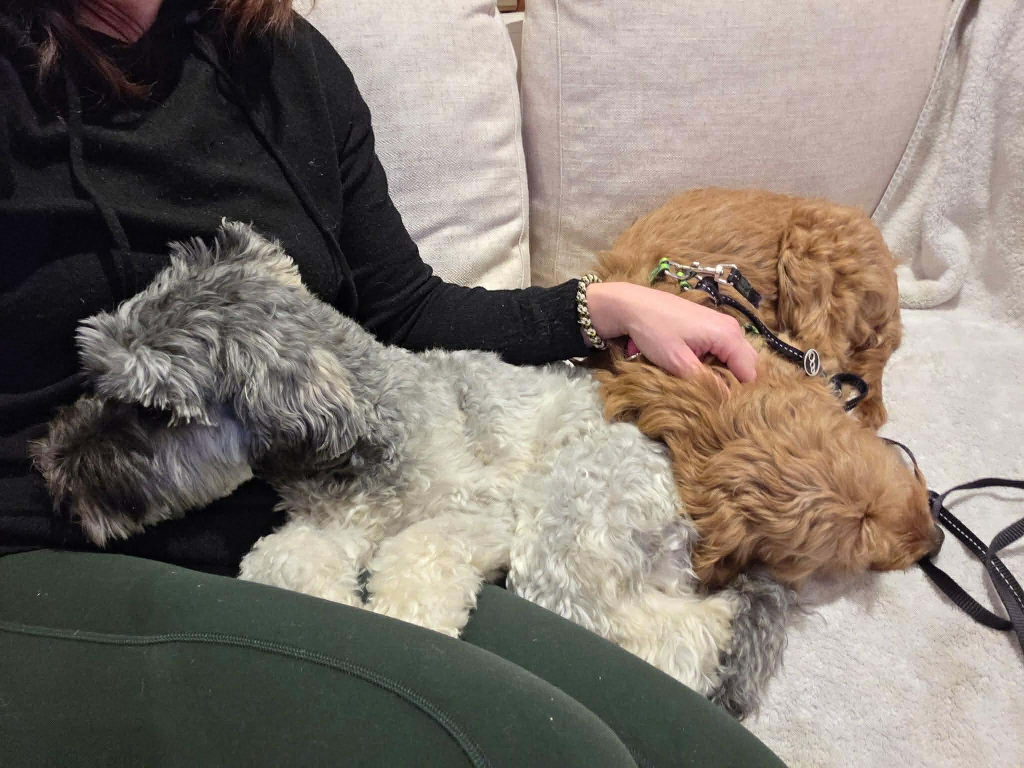 ROCKO, an adopted mixed breed in Richmond Hill , ON image 2/5