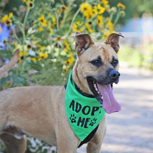 PABLO, Adoptable, Adult Male Boxer & Mixed Breed.