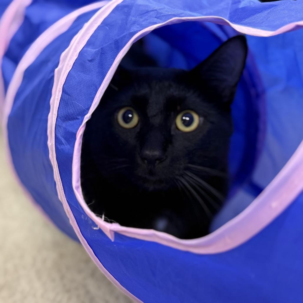 Johnny, Adoptable, Adult Male Domestic Short Hair.