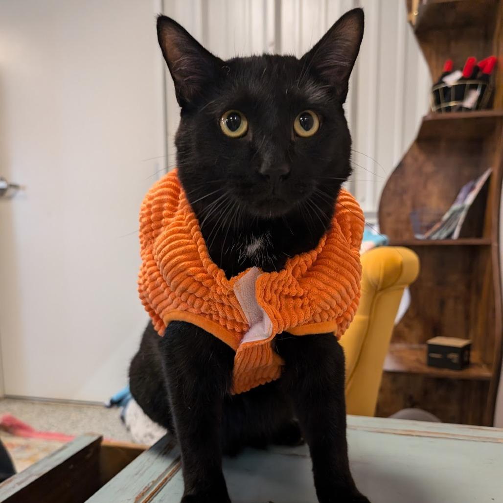 Johnny, a Adoptable Domestic Short Hair in Nowata, OK image 2/4