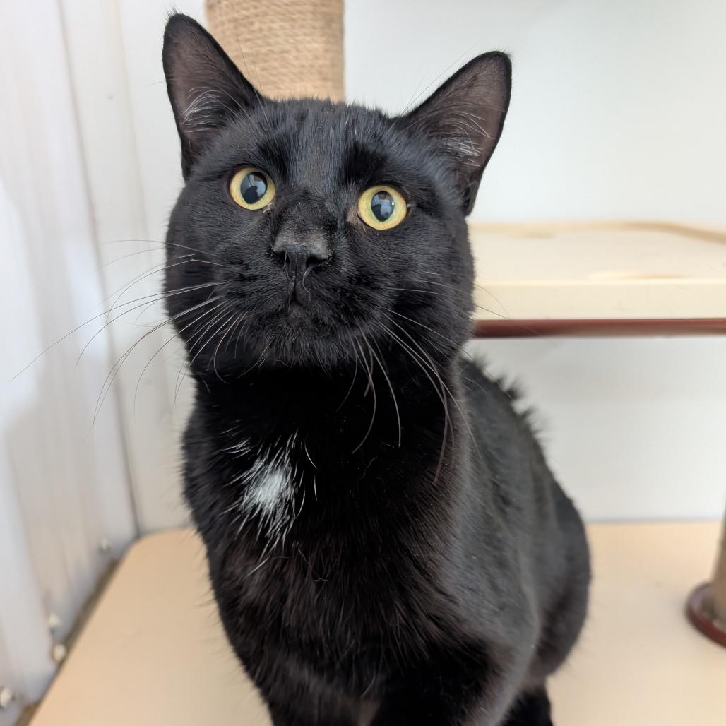 Johnny, a Adoptable Domestic Short Hair in Nowata, OK image 3/4