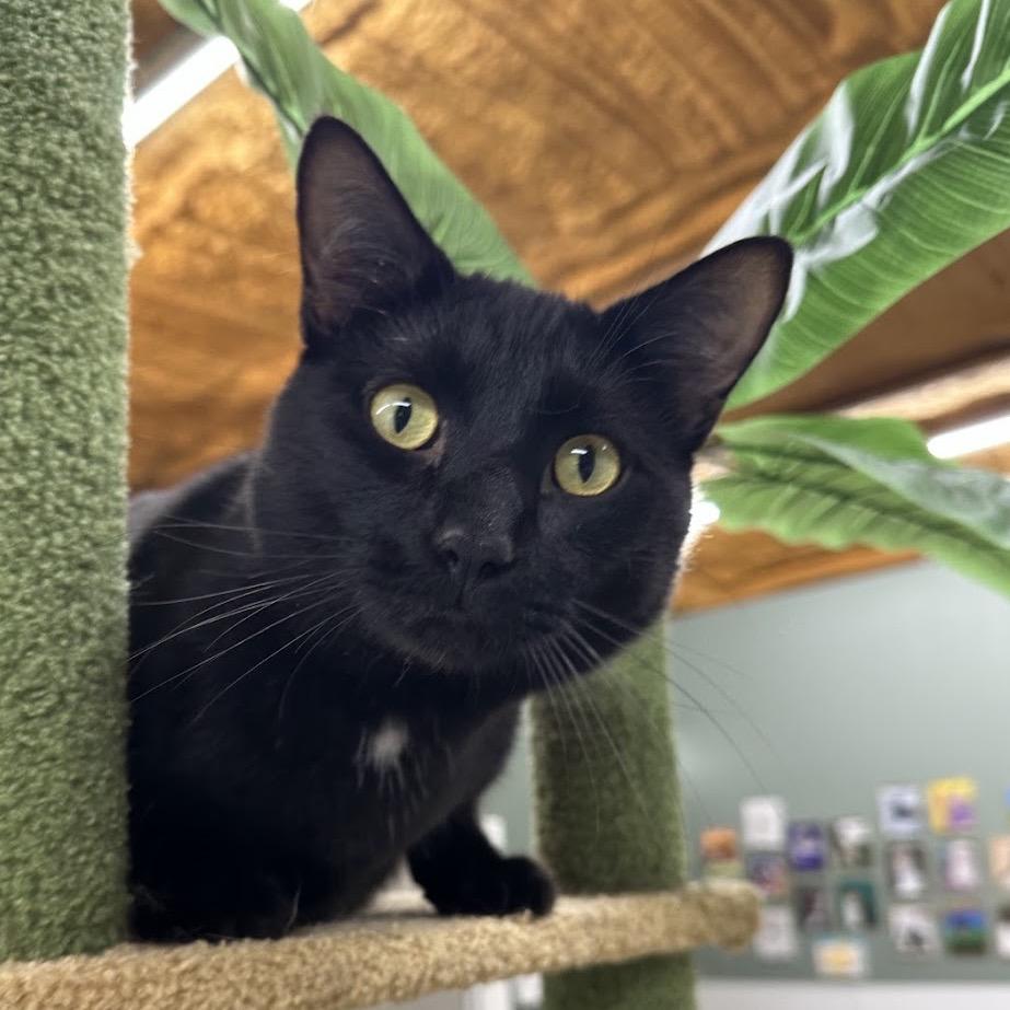 Johnny, a Adoptable Domestic Short Hair in Nowata, OK image 4/4