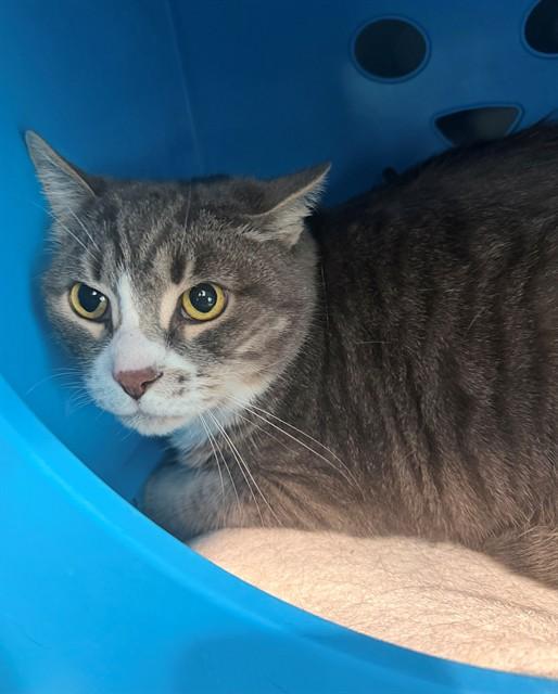 Enlarge CHARCOAL, a Adoptable Domestic Short Hair in Leesburg, VA image 1/1