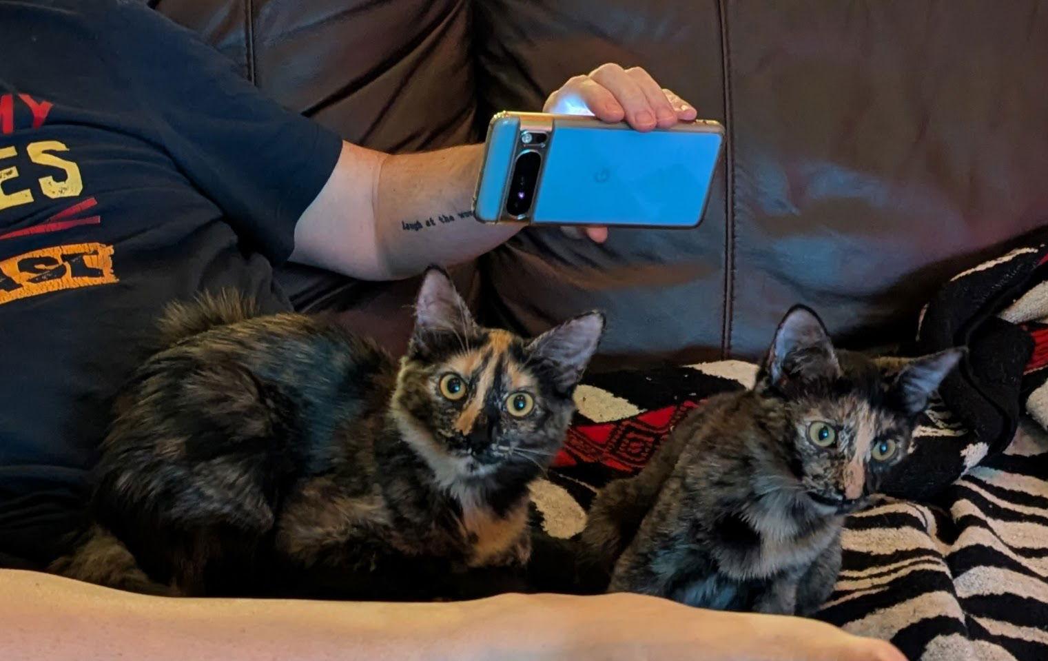 Lacey & Paisley 6.15.25, Adoptable, Kitten Female Domestic Short Hair.