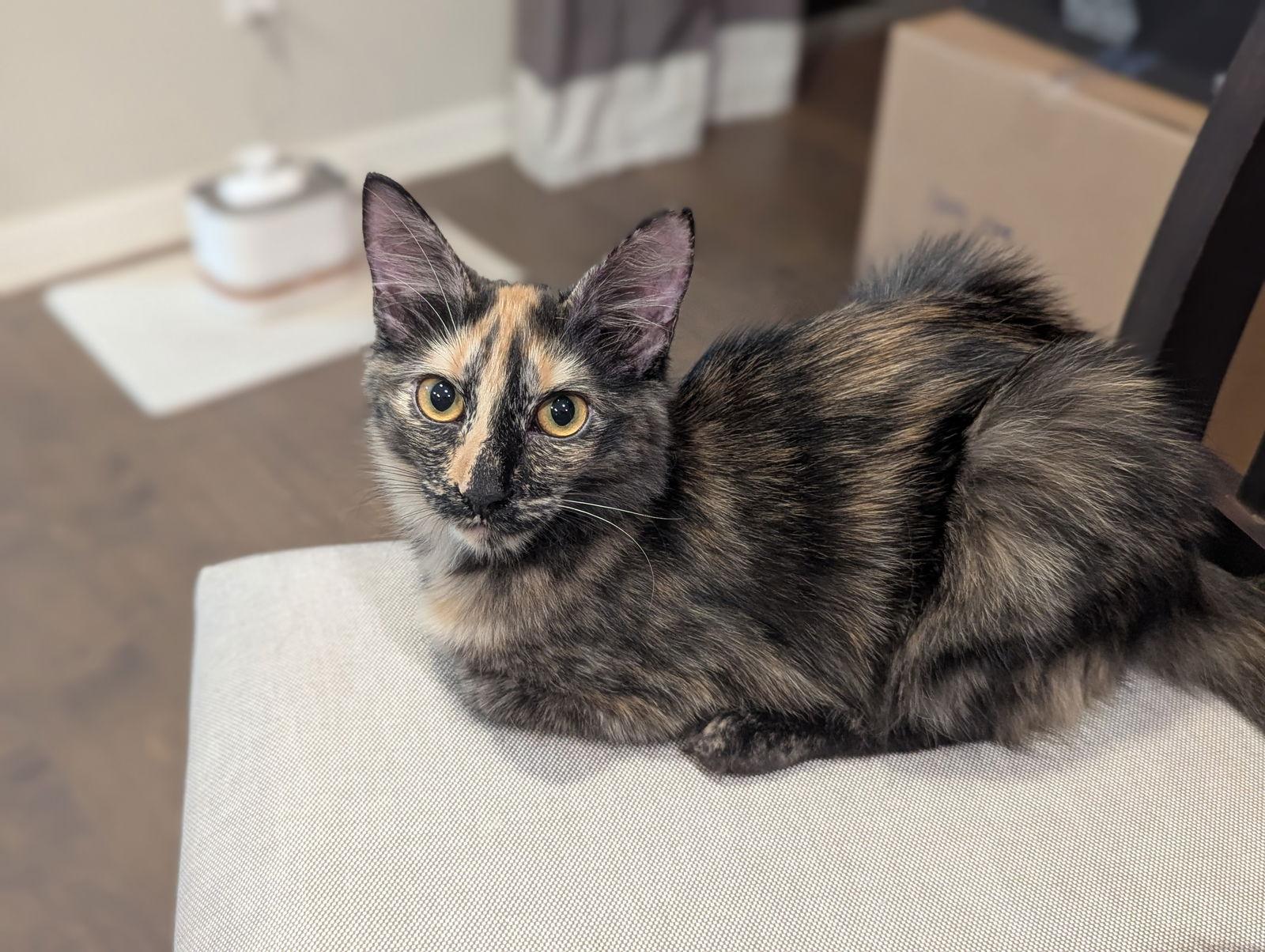 Enlarge Lacey & Paisley 6.15.25, a Adoptable Domestic Short Hair in Apopka, FL image 3/3