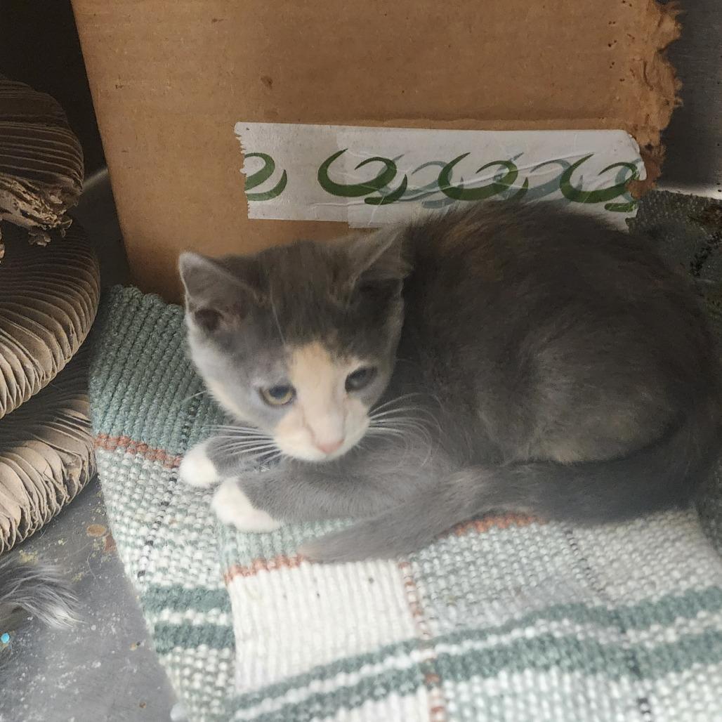 Aurora, Adoptable, Kitten Female Domestic Medium Hair.