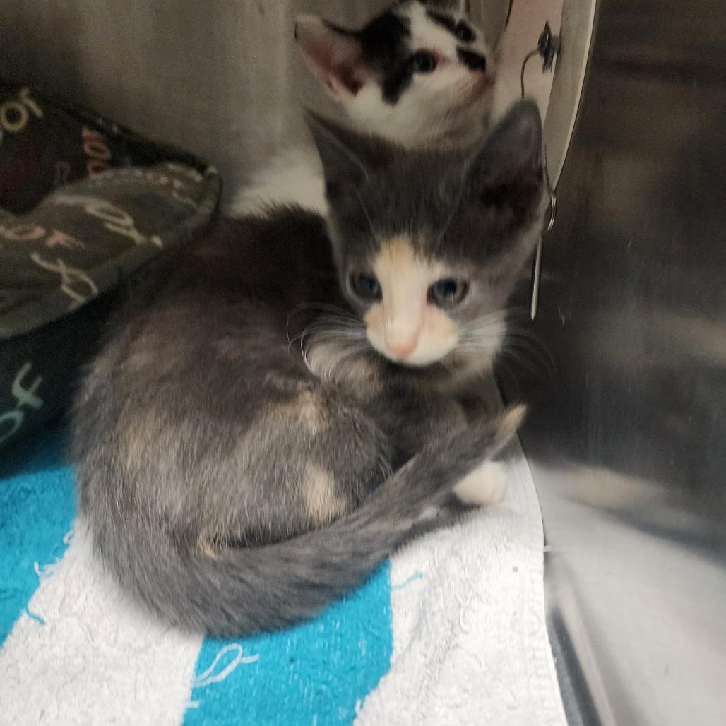 Enlarge Aurora, a Adoptable Domestic Medium Hair in Evensville, TN image 2/6