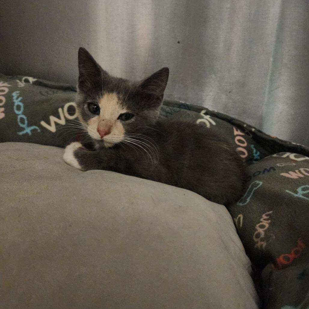 Enlarge Aurora, a Adoptable Domestic Medium Hair in Evensville, TN image 6/6