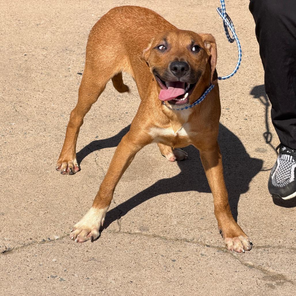 Buddy, Adoptable, Young Male Mixed Breed.
