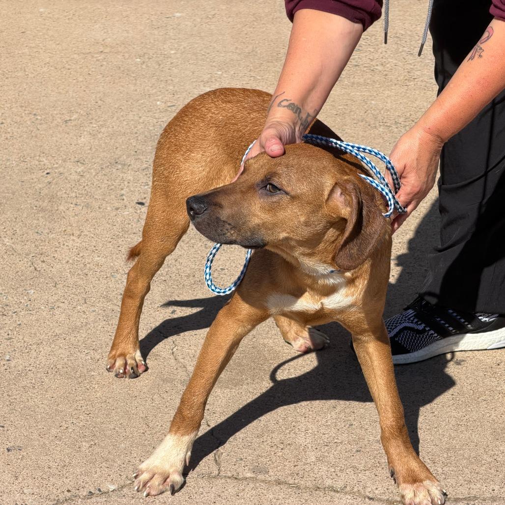 Enlarge Buddy, a Adoptable Mixed Breed in Denison, TX image 2/4