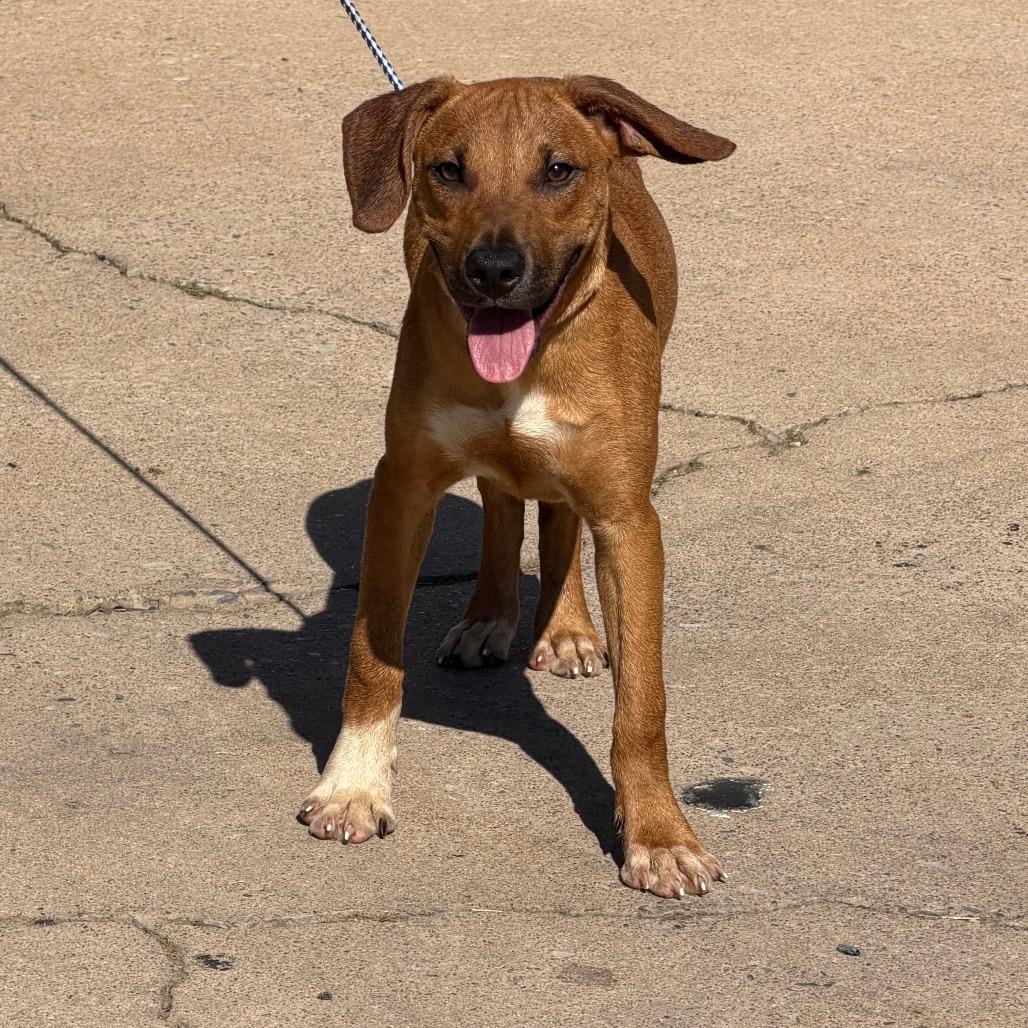 Enlarge Buddy, a Adoptable Mixed Breed in Denison, TX image 3/4