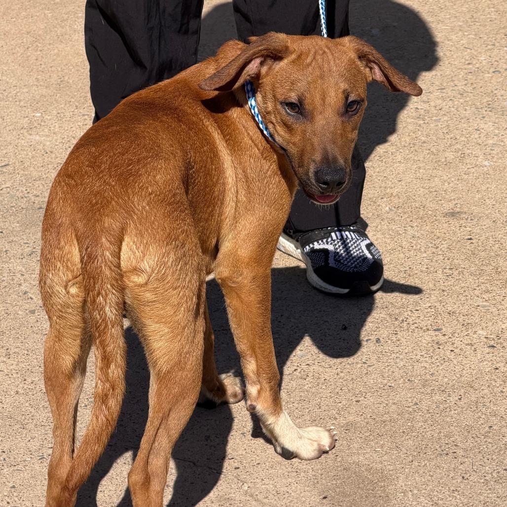 Enlarge Buddy, a Adoptable Mixed Breed in Denison, TX image 4/4