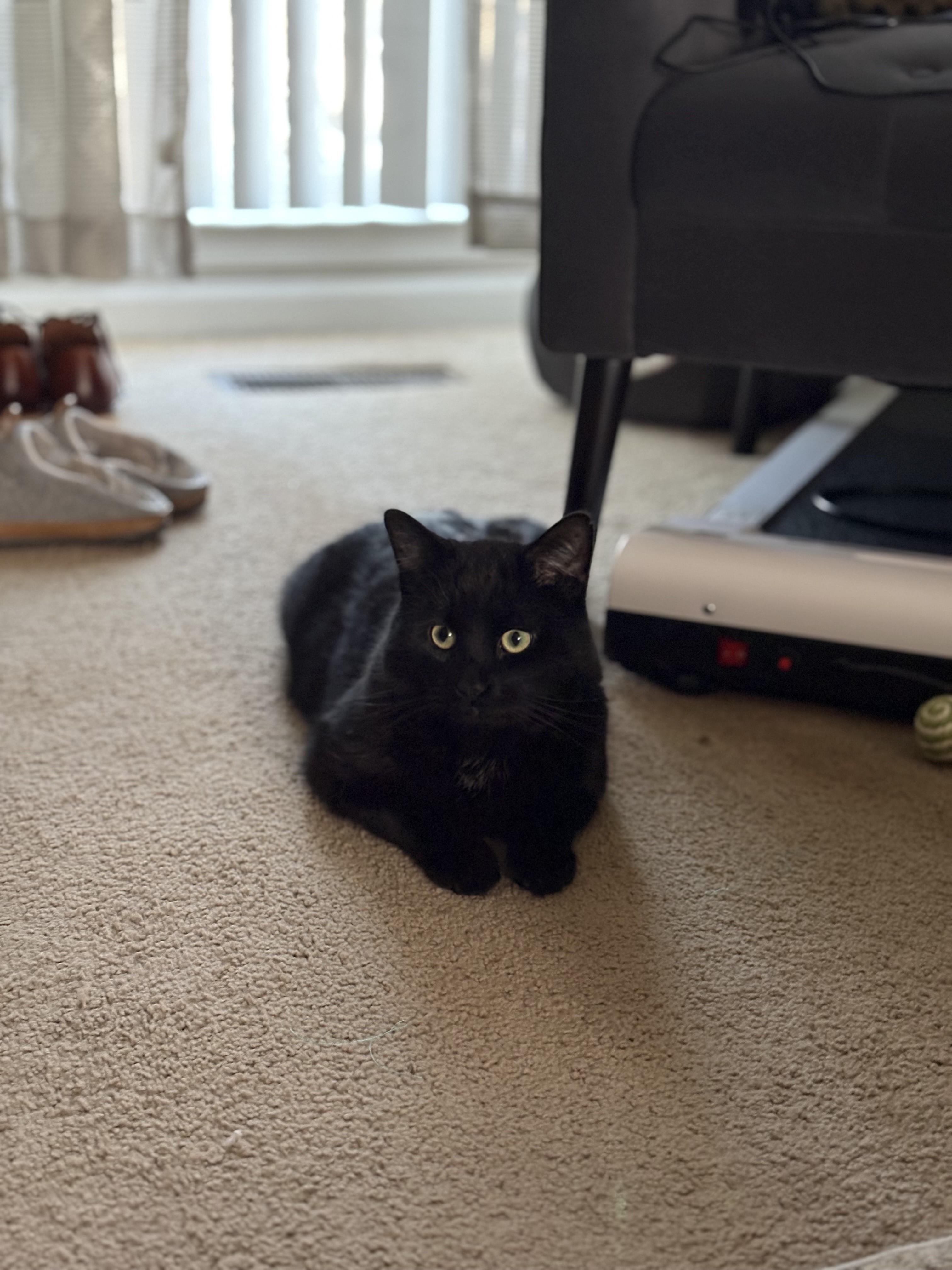 Enlarge Charlie-Heart of Gold, a Adoptable Domestic Short Hair in Laurel, MD image 5/6