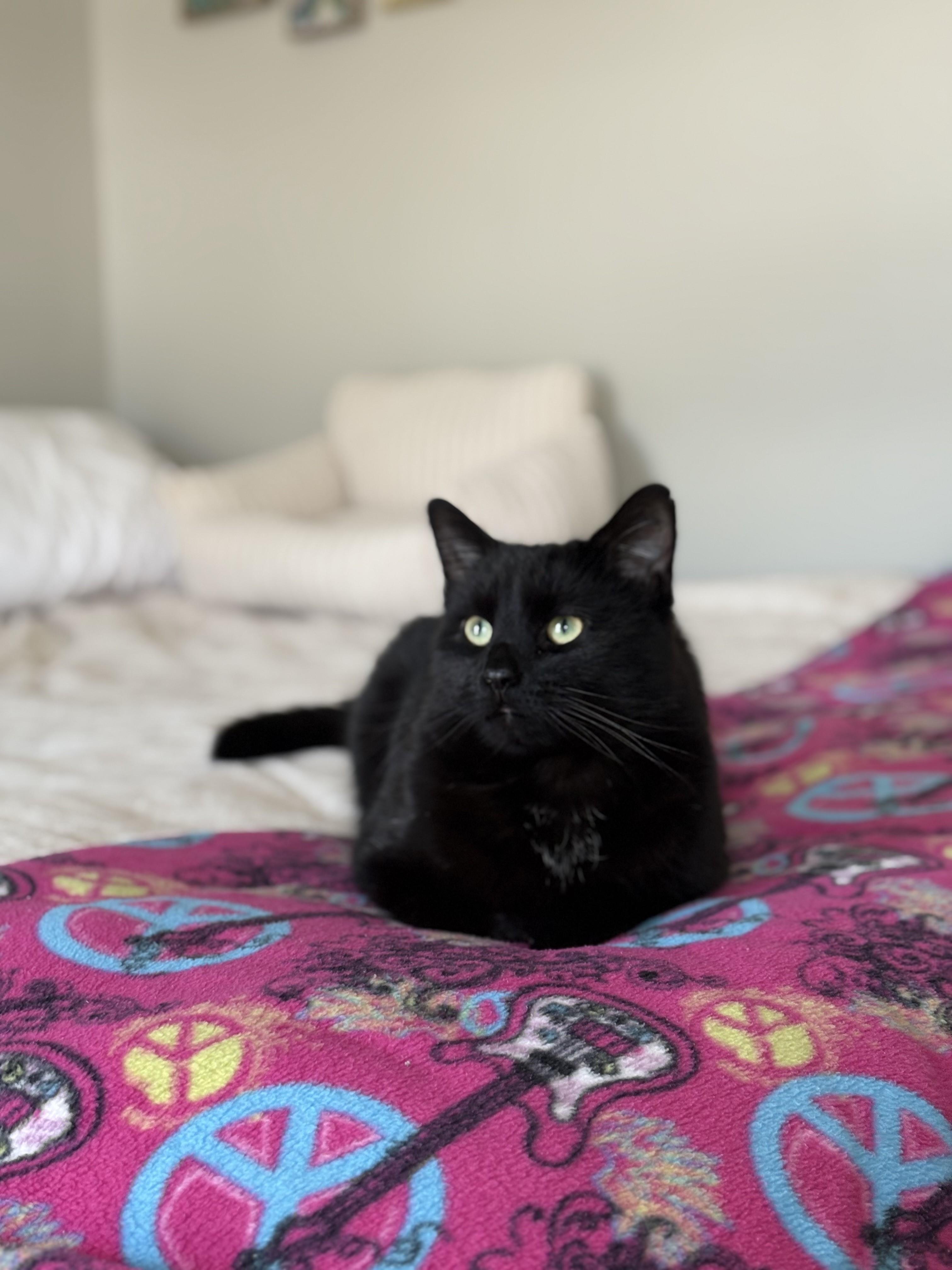 Enlarge Charlie-Heart of Gold, a Adoptable Domestic Short Hair in Laurel, MD image 2/6