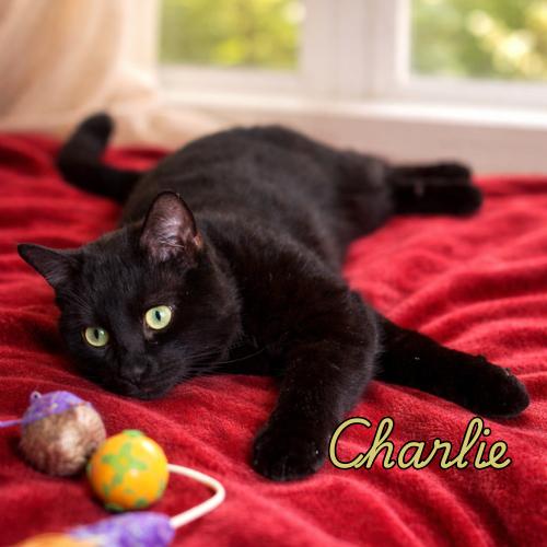 Charlie-Heart of Gold, Adoptable, Young Male Domestic Short Hair.