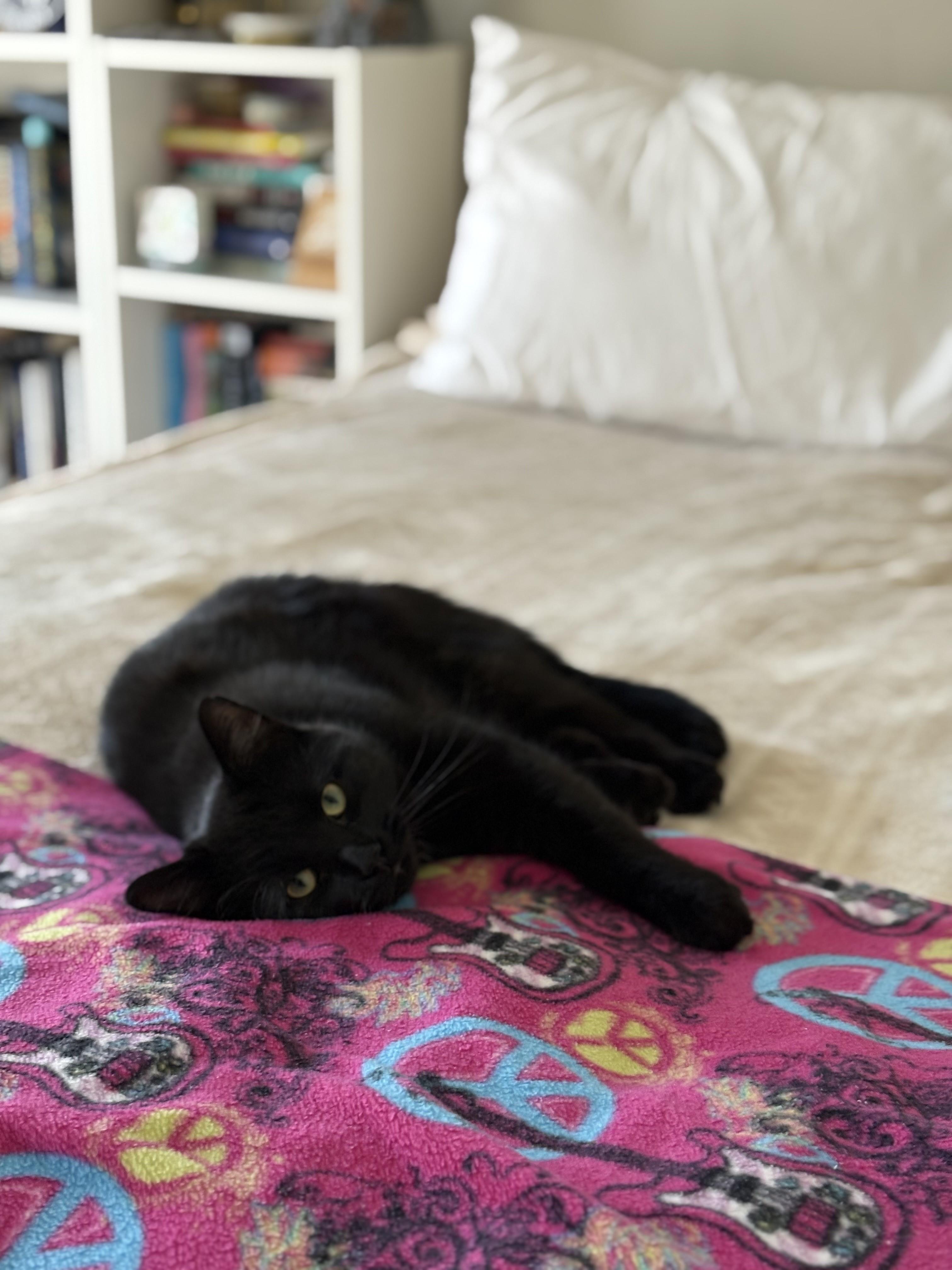 Enlarge Charlie-Heart of Gold, a Adoptable Domestic Short Hair in Laurel, MD image 3/6