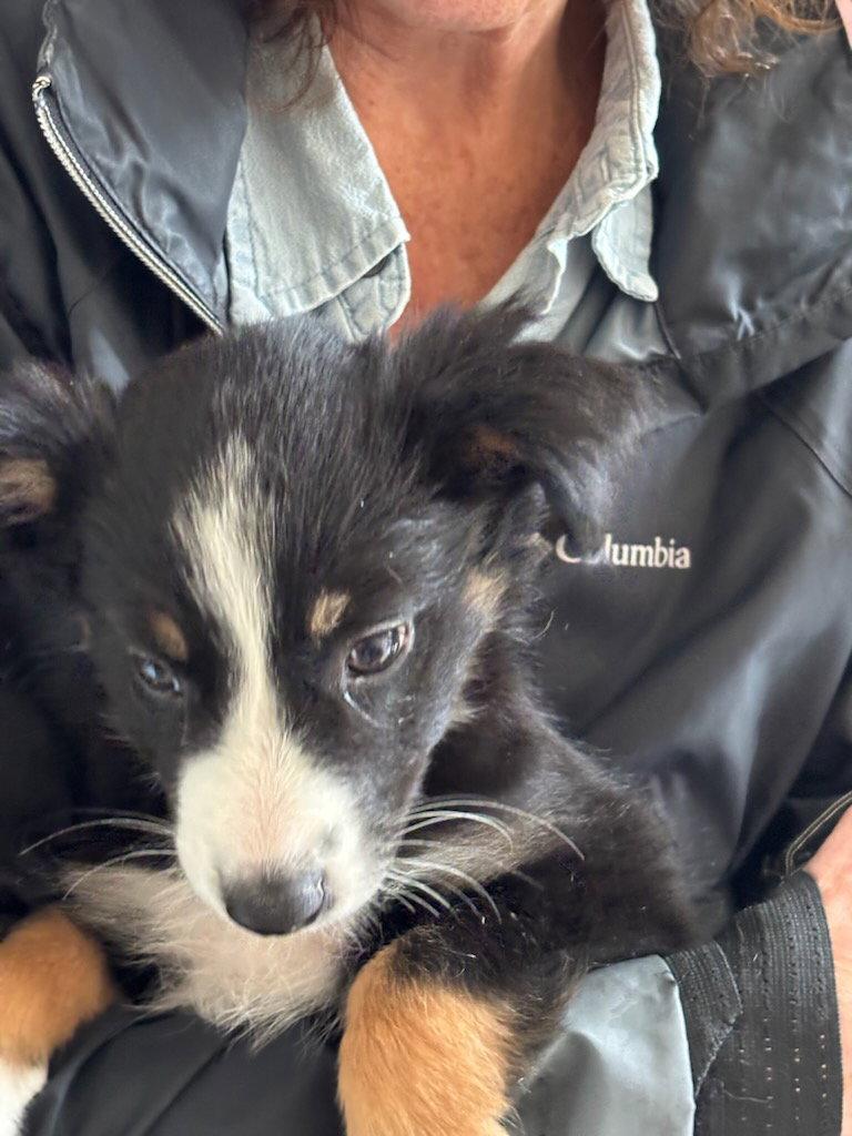 Lizzie Borden, Adoptable, Young Female Border Collie.