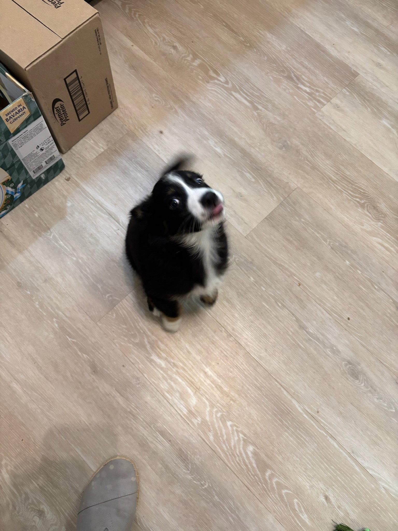 Enlarge Lizzie Borden, a Adoptable Border Collie in Tenafly, NJ image 2/3