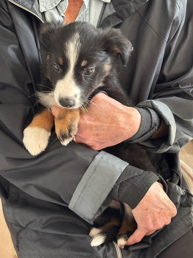 Enlarge Lizzie Borden, a Adoptable Border Collie in Tenafly, NJ image 3/3