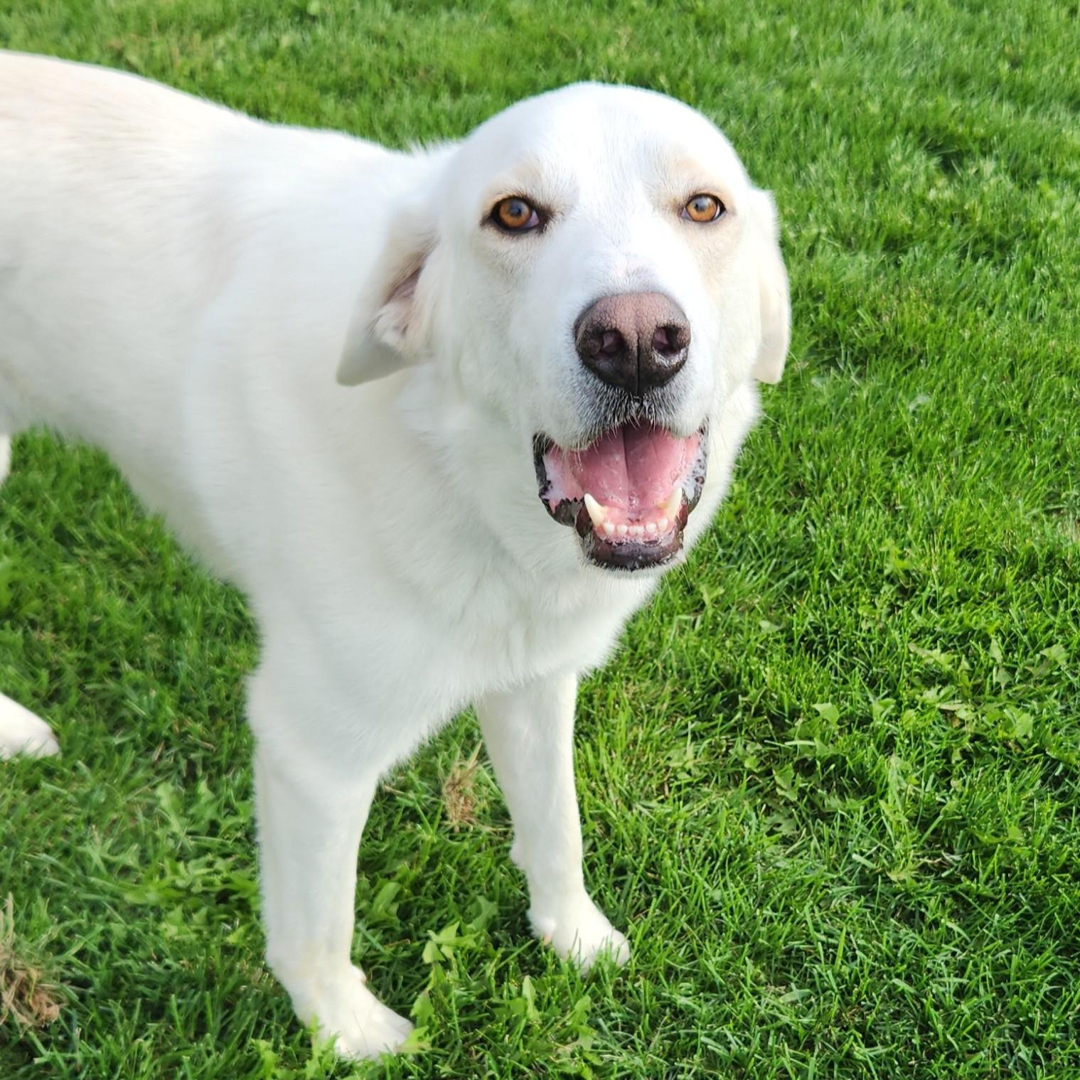 Enlarge Gideon, a Adopted mixed breed in Marshfield, WI image 2/3