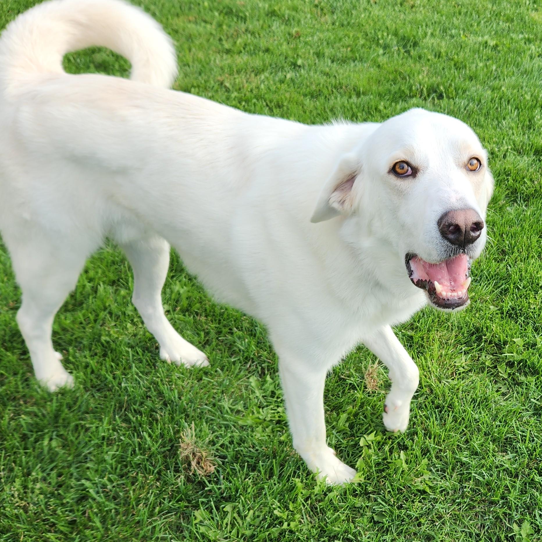 Enlarge Gideon, a Adopted mixed breed in Marshfield, WI image 3/3