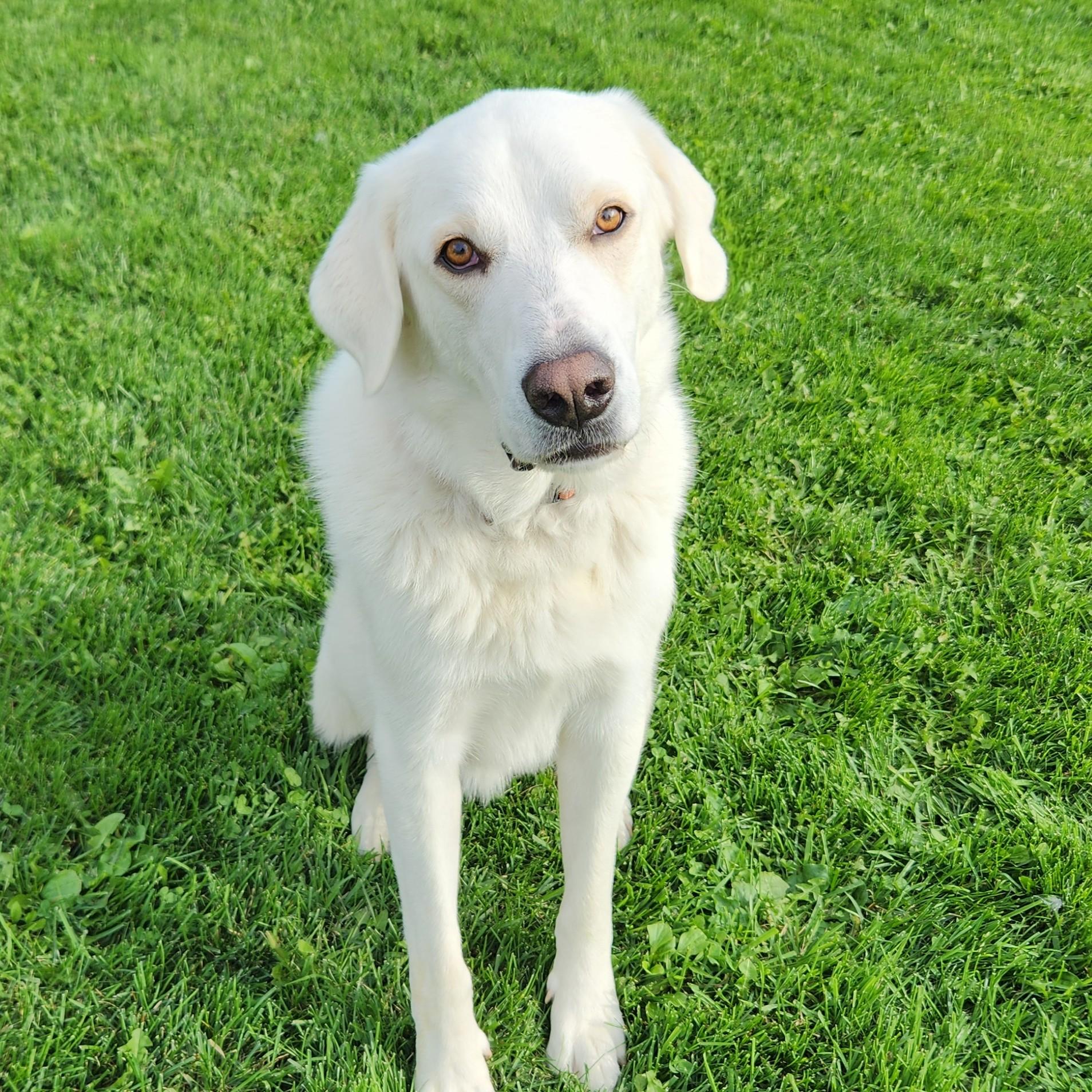 Gideon, Adopted, Adult Male Labrador Retriever & Great Pyrenees.
