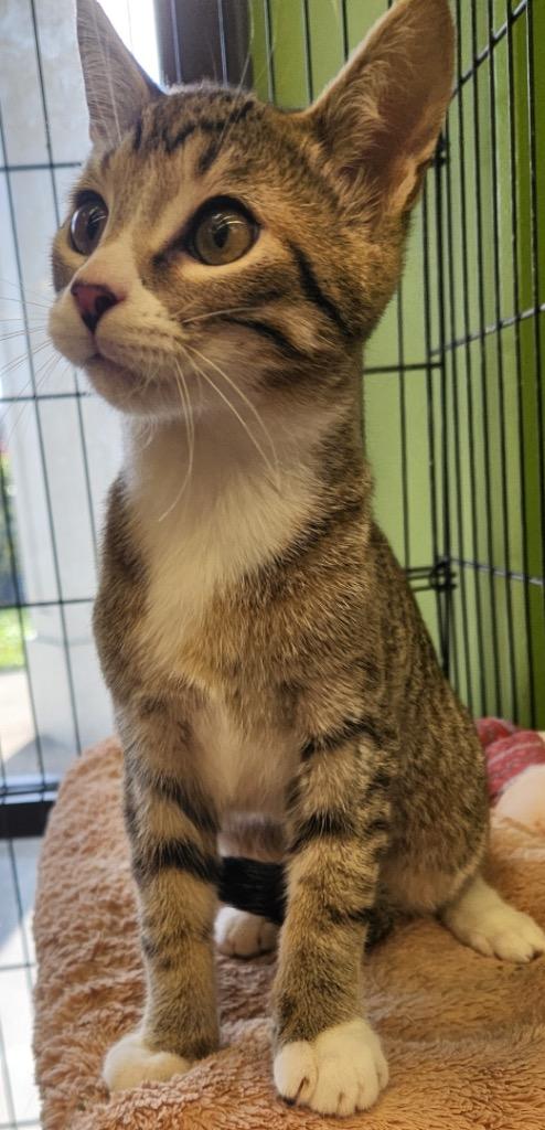 Nova, Adopted, Kitten Male Domestic Short Hair.