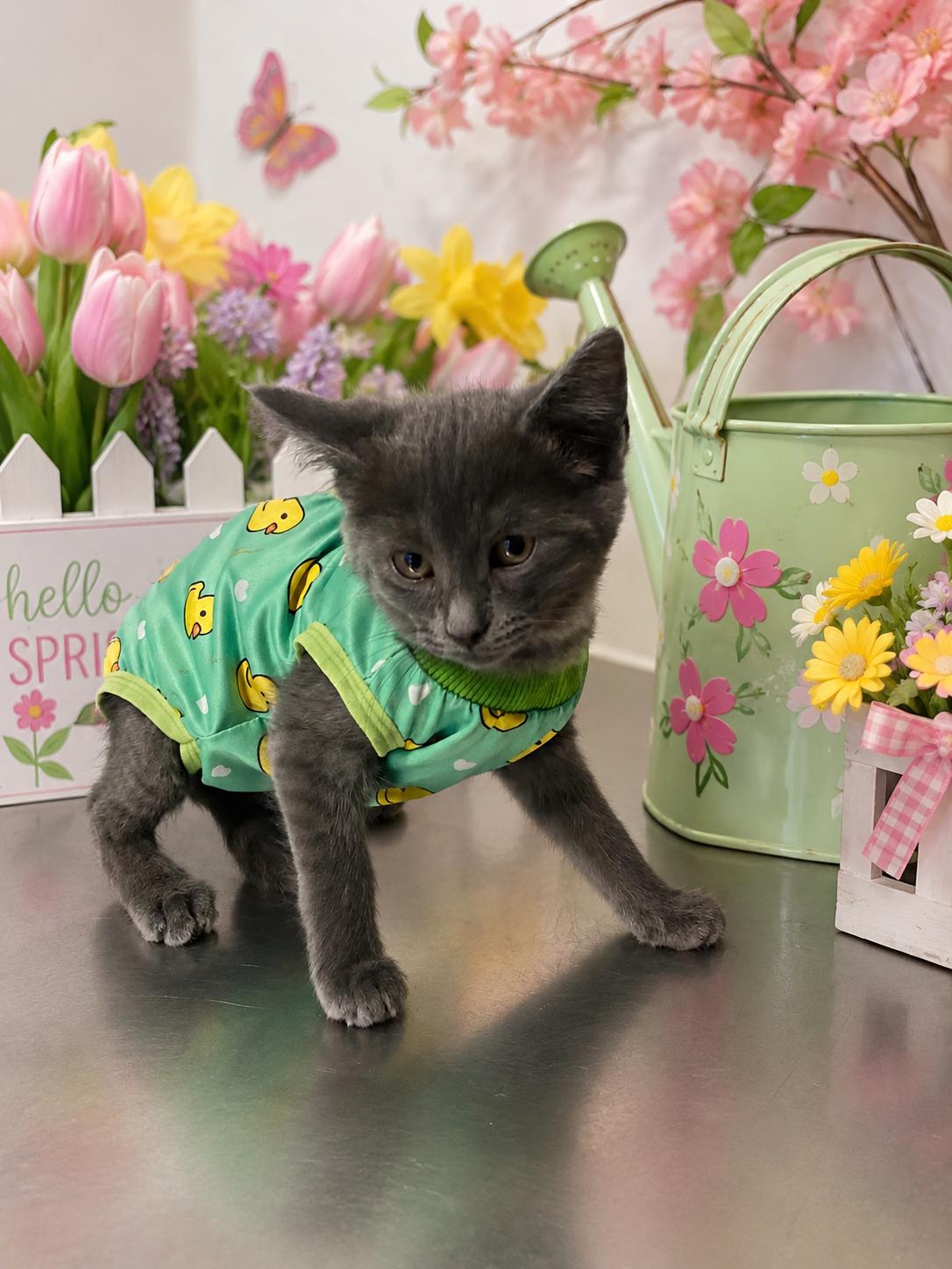 Caty, a ADOPTABLE Domestic Short Hair in Belleville, MI image 1/2