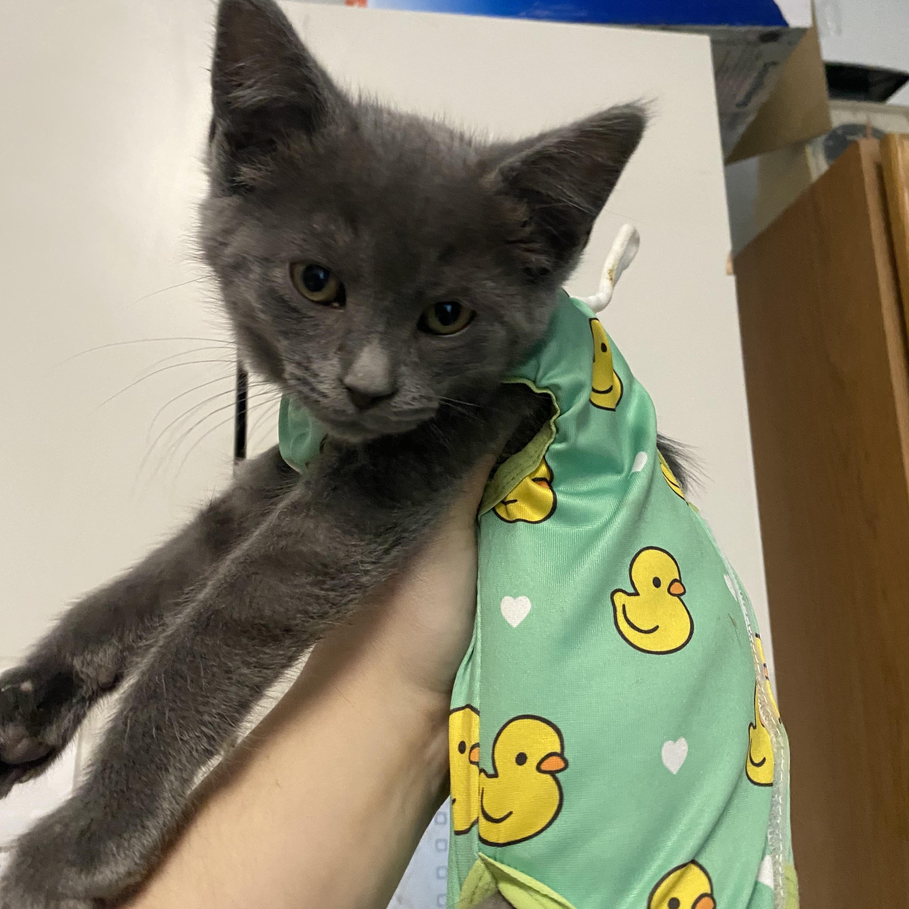Caty, a ADOPTABLE Domestic Short Hair in Belleville, MI image 2/2