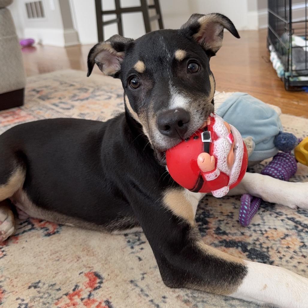 Enlarge Dakota, a Adoptable mixed breed in La Grange, KY image 3/6