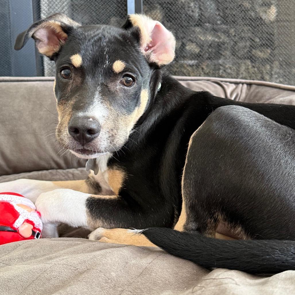 Enlarge Dakota, a Adoptable mixed breed in La Grange, KY image 4/6